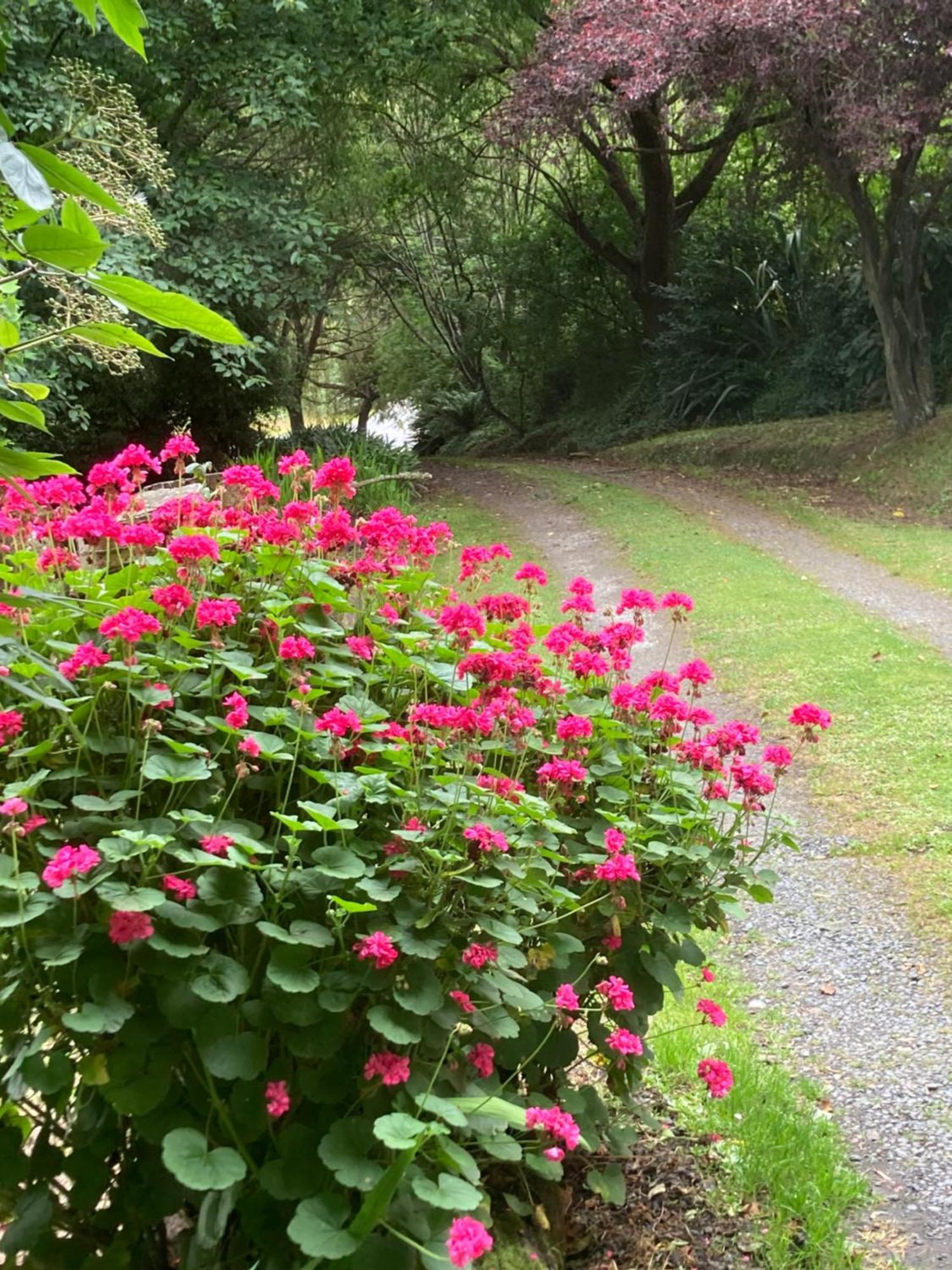 Arden Country House Bnb - Entire House To Yourself -Peace In The Country Dunedin Zewnętrze zdjęcie